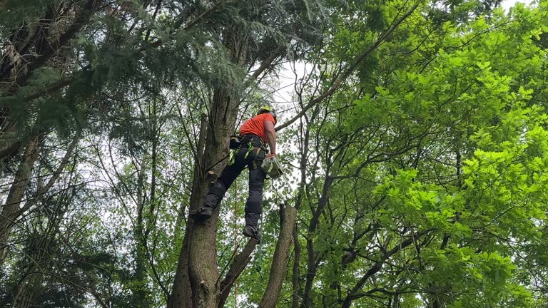 How Our Tree Care Process Works  in New Plymouth, ID